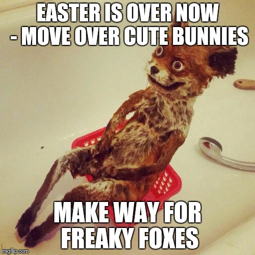 How to Groom a Pet Fox | EASTER IS OVER NOW - MOVE OVER CUTE BUNNIES; MAKE WAY FOR FREAKY FOXES | image tagged in hangover fox,what does the fox say,basket,showerhead,random | made w/ Imgflip meme maker