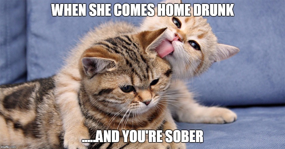 WHEN SHE COMES HOME DRUNK; .....AND YOU'RE SOBER | image tagged in cats | made w/ Imgflip meme maker
