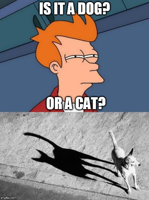 Its showing us its true colors.  | IS IT A DOG? OR A CAT? | image tagged in cats,dog,shadow | made w/ Imgflip meme maker