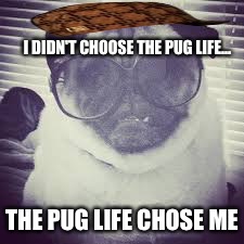 I DIDN'T CHOOSE THE PUG LIFE... THE PUG LIFE CHOSE ME | image tagged in pug shades,scumbag | made w/ Imgflip meme maker