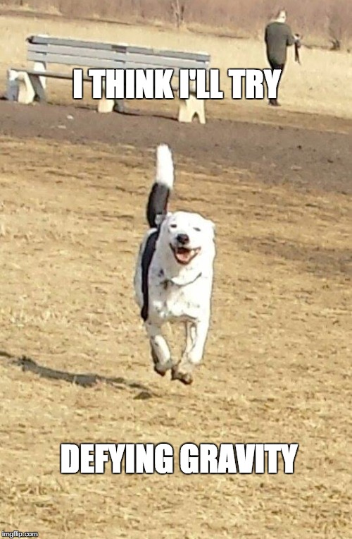 Happiest Dog in the World |  I THINK I'LL TRY; DEFYING GRAVITY | image tagged in musical,dog,cute,smiling dog,flying dog,happiest dog | made w/ Imgflip meme maker