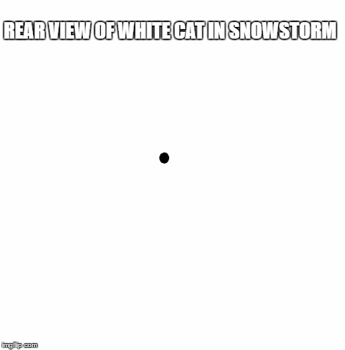 REAR VIEW OF WHITE CAT IN SNOWSTORM | made w/ Imgflip meme maker