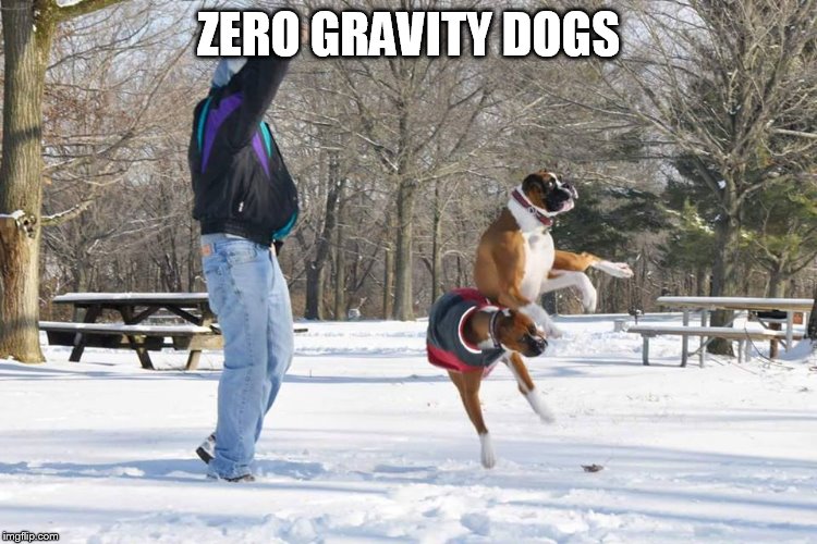 levitatiion spell cast | ZERO GRAVITY DOGS | image tagged in levitatiion spell cast | made w/ Imgflip meme maker