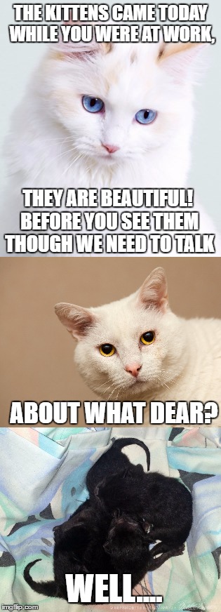 Lucy, You Got Some 'Splanin To Do | THE KITTENS CAME TODAY WHILE YOU WERE AT WORK, THEY ARE BEAUTIFUL! BEFORE YOU SEE THEM THOUGH WE NEED TO TALK; ABOUT WHAT DEAR? WELL.... | image tagged in cats,kittens,lol,memes | made w/ Imgflip meme maker