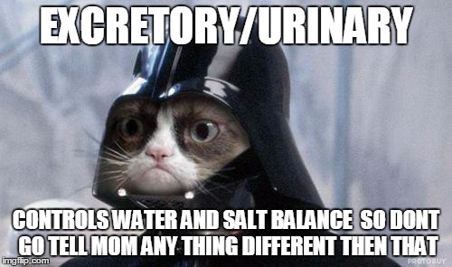 Grumpy Cat Star Wars | EXCRETORY/URINARY; CONTROLS WATER AND SALT BALANCE

SO DONT GO TELL MOM ANY THING DIFFERENT THEN THAT | image tagged in memes,grumpy cat star wars,grumpy cat | made w/ Imgflip meme maker