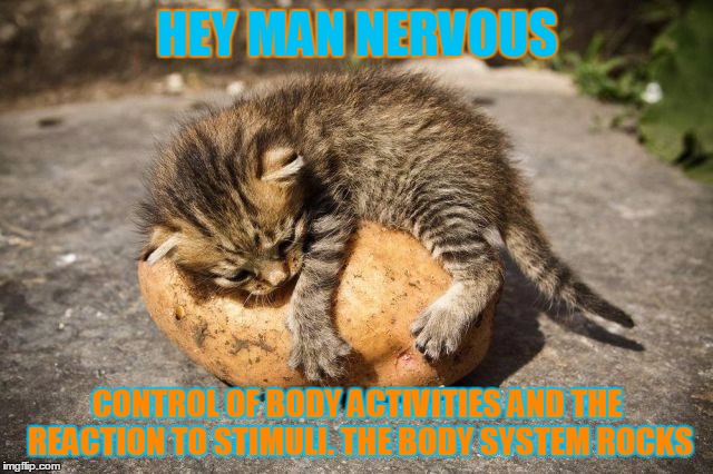 potato cat | HEY MAN NERVOUS; CONTROL OF BODY ACTIVITIES AND THE REACTION TO STIMULI.
THE BODY SYSTEM ROCKS | image tagged in potato cat | made w/ Imgflip meme maker