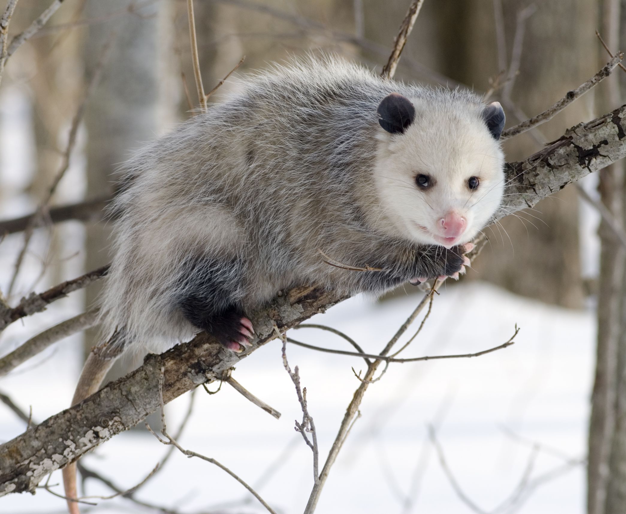 The unsuspected opossum  Blank Meme Template