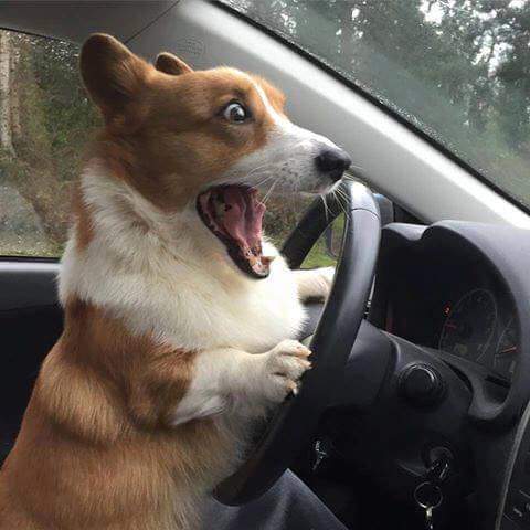 Driving Dog Blank Meme Template