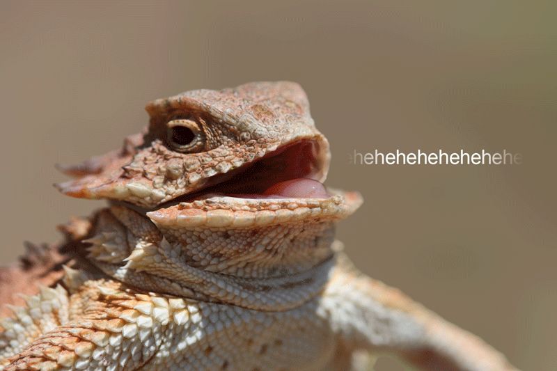 High Quality laughing lizard Blank Meme Template