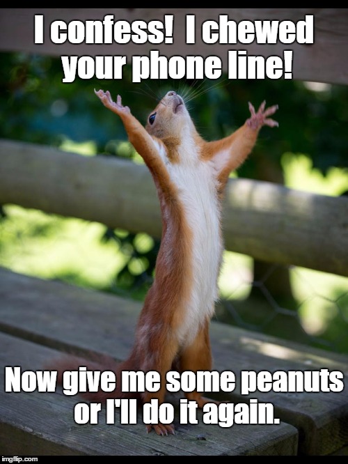 Blackmail - squirrel style. | I confess!  I chewed your phone line! Now give me some peanuts or I'll do it again. | image tagged in squirrel,dramatic,blackmail,chewing | made w/ Imgflip meme maker