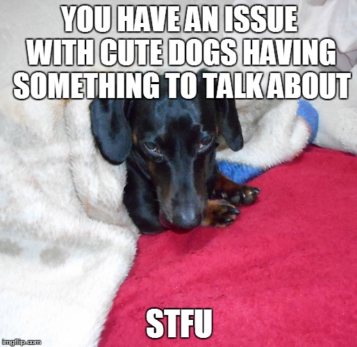 Sammy the Dachshund | YOU HAVE AN ISSUE WITH CUTE DOGS HAVING SOMETHING TO TALK ABOUT STFU | image tagged in sammy the dachshund | made w/ Imgflip meme maker