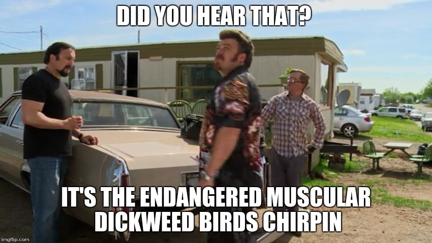 dickweed birds | DID YOU HEAR THAT? IT'S THE ENDANGERED MUSCULAR DICKWEED BIRDS CHIRPIN | image tagged in trailer park boys | made w/ Imgflip meme maker