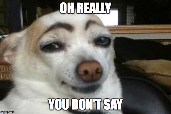 Dog With Eyebrows | OH REALLY; YOU DON'T SAY | image tagged in funny dogs | made w/ Imgflip meme maker