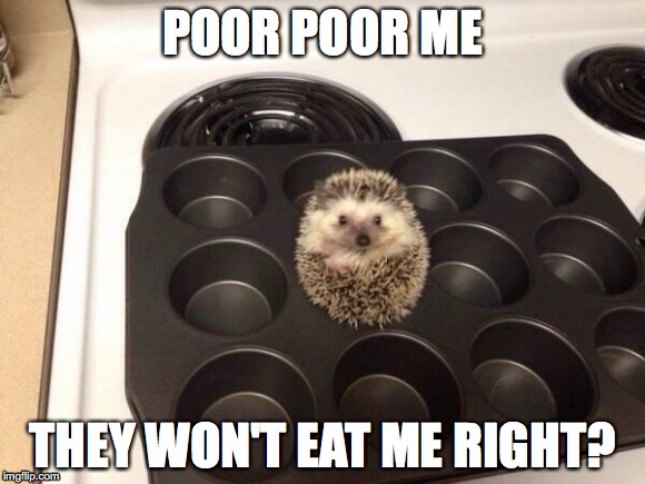 Porkmuffin | POOR POOR ME; THEY WON'T EAT ME RIGHT? | image tagged in porkmuffin,funny animals | made w/ Imgflip meme maker