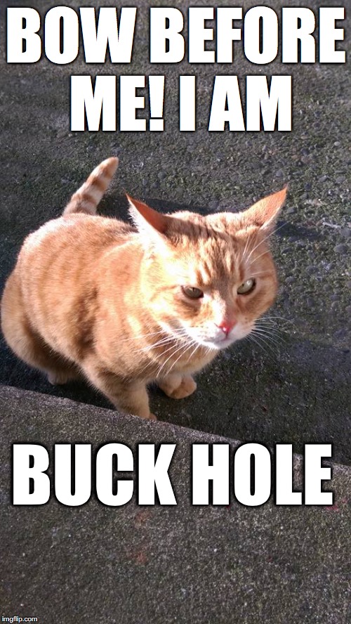 Buck Hole the Stank Eye Kitty! | BOW BEFORE ME! I AM; BUCK HOLE | image tagged in buck hole,buddy bud,cats,funny cats,ginger cat,orange cats | made w/ Imgflip meme maker