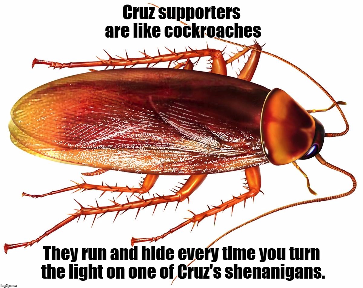 Cruz Supporters are like Cockroaches | Cruz supporters are like cockroaches; They run and hide every time you turn the light on one of Cruz's shenanigans. | image tagged in cruz supporters are like cockroaches,cockroaches,ted cruz | made w/ Imgflip meme maker