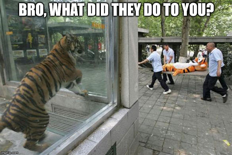 tiger bro | BRO, WHAT DID THEY DO TO YOU? | image tagged in tiger bro | made w/ Imgflip meme maker