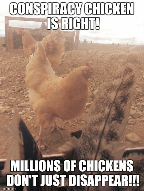 Conspiracy Chicken is right! | CONSPIRACY CHICKEN IS RIGHT! MILLIONS OF CHICKENS DON'T JUST DISAPPEAR!!! | image tagged in conspiracy theory | made w/ Imgflip meme maker