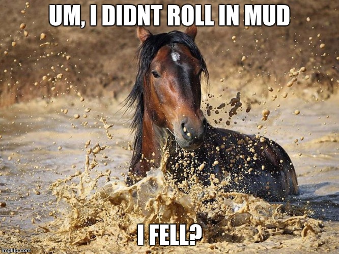 Horse in mud | UM, I DIDNT ROLL IN MUD I FELL? | image tagged in horse in mud | made w/ Imgflip meme maker