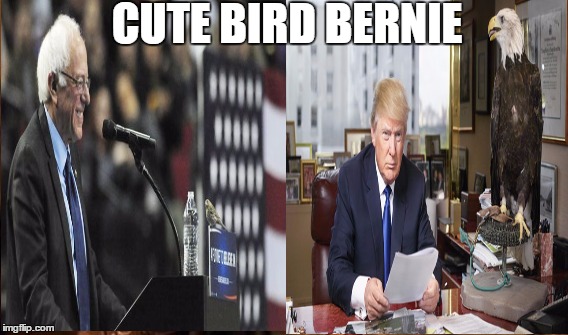 Cute Bird Bernie | CUTE BIRD BERNIE | image tagged in bernie bird | made w/ Imgflip meme maker