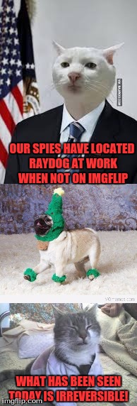 We Located Him. | OUR SPIES HAVE LOCATED RAYDOG AT WORK WHEN NOT ON IMGFLIP; WHAT HAS BEEN SEEN TODAY IS IRREVERSIBLE! | image tagged in memes,cats,spies,models,raydog,imgflip | made w/ Imgflip meme maker
