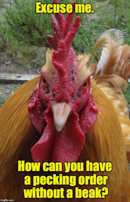 Rooster Be Mad | Excuse me. How can you have a pecking order without a beak? | image tagged in rooster be mad | made w/ Imgflip meme maker