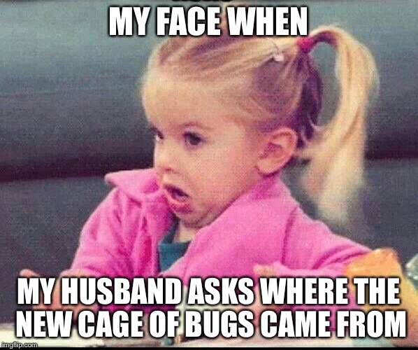My face when | MY FACE WHEN; MY HUSBAND ASKS WHERE THE NEW CAGE OF BUGS CAME FROM | image tagged in my face when | made w/ Imgflip meme maker