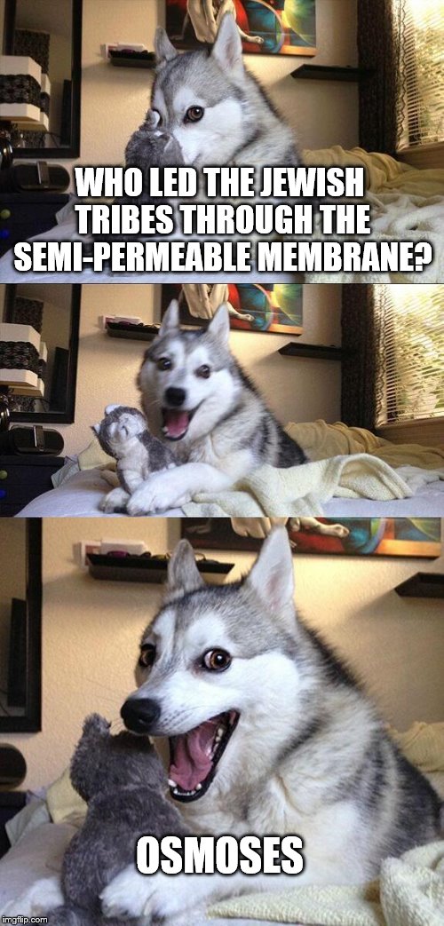 But does he brew? | WHO LED THE JEWISH TRIBES THROUGH THE SEMI-PERMEABLE MEMBRANE? OSMOSES | image tagged in memes,bad pun dog,moses,osmosis,jewish,tribes | made w/ Imgflip meme maker