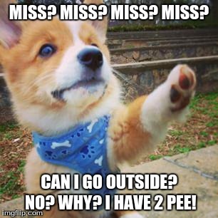 puppy corgi | MISS? MISS? MISS? MISS? CAN I GO OUTSIDE? NO? WHY? I HAVE 2 PEE! | image tagged in puppy,cute,school | made w/ Imgflip meme maker