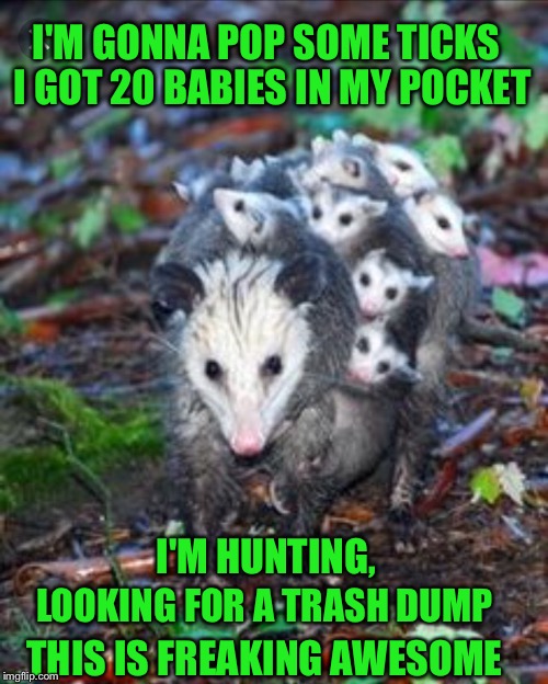 Thrift shop nature style | I GOT 20 BABIES IN MY POCKET; I'M GONNA POP SOME TICKS; I'M HUNTING, LOOKING FOR A TRASH DUMP; THIS IS FREAKING AWESOME | image tagged in memes,funny,animals,possum | made w/ Imgflip meme maker
