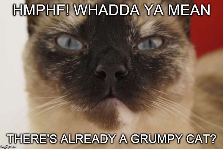 Hmphf! | HMPHF! WHADDA YA MEAN; THERE'S ALREADY A GRUMPY CAT? | image tagged in funny cats,grumpy cat,juniper berry,cat,napoleon munchkin,cats | made w/ Imgflip meme maker