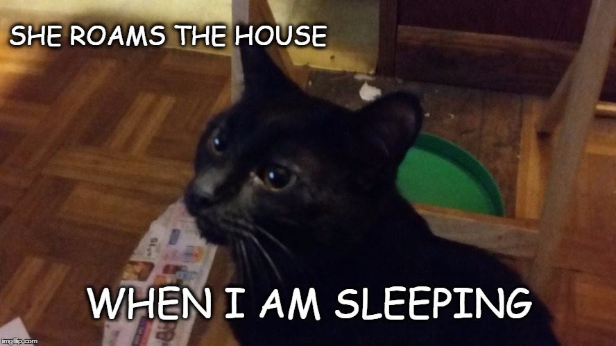 PSYCHO CAT | SHE ROAMS THE HOUSE; WHEN I AM SLEEPING | image tagged in psycho cat,meme,animals,cats,scary things | made w/ Imgflip meme maker