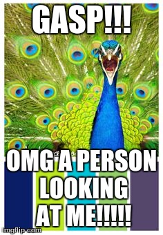 GASP!!! OMG A PERSON LOOKING AT ME!!!!! | image tagged in gasp | made w/ Imgflip meme maker