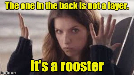 WTF Anna | The one in the back is not a layer. It's a rooster | image tagged in wtf anna | made w/ Imgflip meme maker