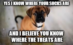 Cute dog | YES I KNOW WHERE YOUR SOCKS ARE; AND I BELIEVE YOU KNOW WHERE THE TREATS ARE | image tagged in cute dog | made w/ Imgflip meme maker