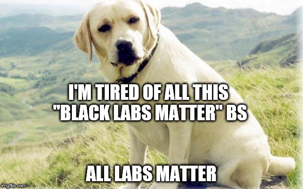 Lab |  I'M TIRED OF ALL THIS "BLACK LABS MATTER" BS; ALL LABS MATTER | image tagged in lab | made w/ Imgflip meme maker