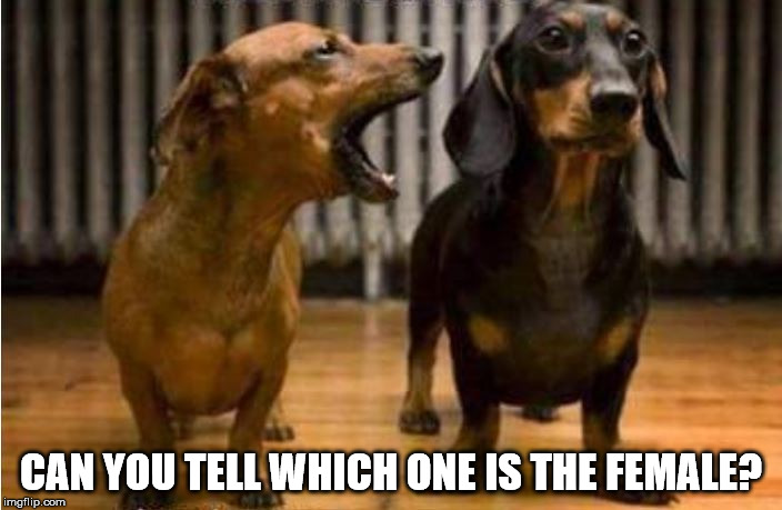 Married Life | CAN YOU TELL WHICH ONE IS THE FEMALE? | image tagged in dogs,married,funny,memes,stupid | made w/ Imgflip meme maker
