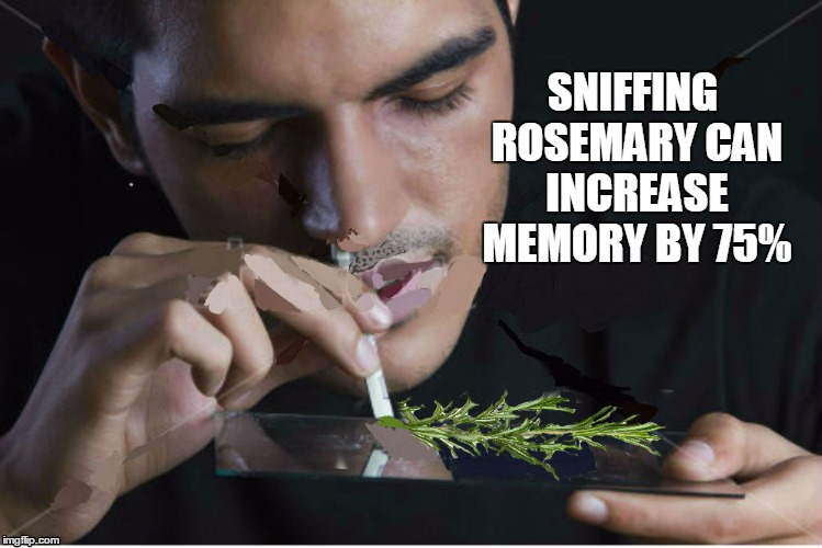 SNIFFING ROSEMARY CAN INCREASE MEMORY BY 75% | image tagged in sniffingrosemary | made w/ Imgflip meme maker