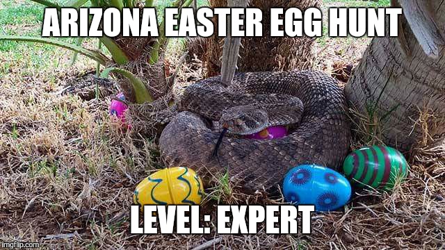 snake | ARIZONA EASTER EGG HUNT; LEVEL: EXPERT | image tagged in snake | made w/ Imgflip meme maker