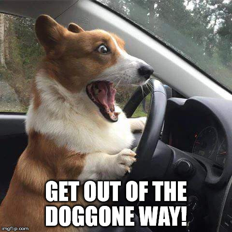 dog honk | GET OUT OF THE DOGGONE WAY! | image tagged in dog driver | made w/ Imgflip meme maker