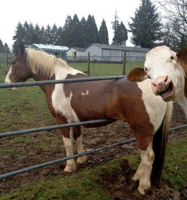 cow horse Blank Meme Template