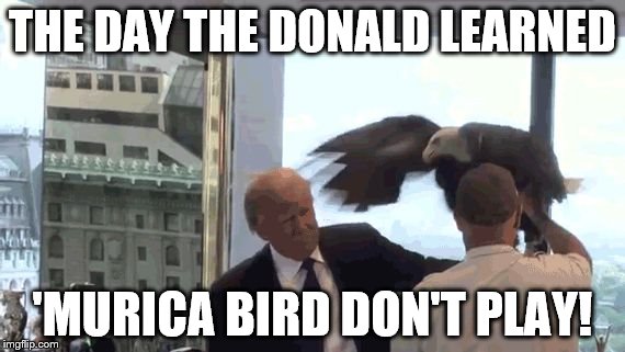 'murica bird trump | THE DAY THE DONALD LEARNED; 'MURICA BIRD DON'T PLAY! | image tagged in 'murica bird trump | made w/ Imgflip meme maker