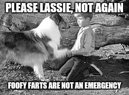 PLEASE LASSIE, NOT AGAIN FOOFY FARTS ARE NOT AN EMERGENCY | made w/ Imgflip meme maker
