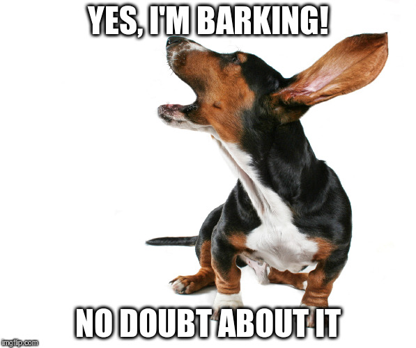 Barking mad | YES, I'M BARKING! NO DOUBT ABOUT IT | image tagged in mad dog | made w/ Imgflip meme maker