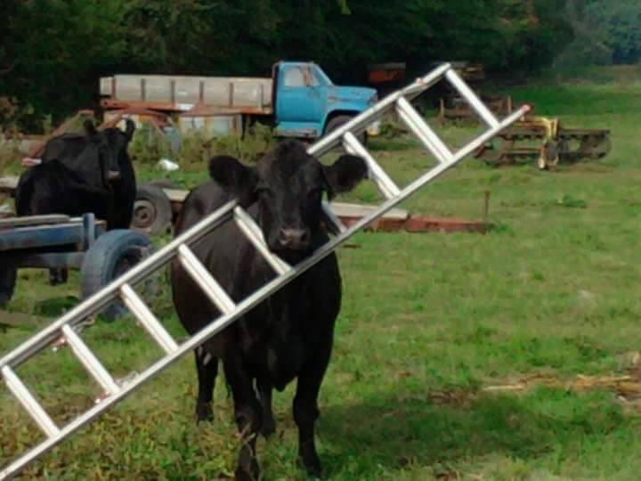 ladder cow Blank Meme Template