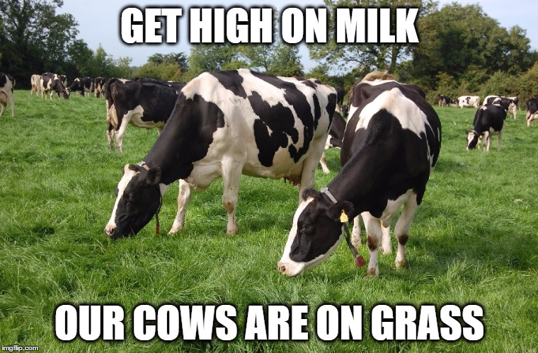 Get high on milk | GET HIGH ON MILK; OUR COWS ARE ON GRASS | image tagged in cows,grass,weed,milk,udder,boobs | made w/ Imgflip meme maker
