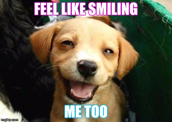 dogsmile2 | FEEL LIKE SMILING; ME TOO | image tagged in dogsmile2 | made w/ Imgflip meme maker