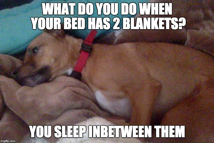 Sleep inbetween 2 blankets | WHAT DO YOU DO WHEN YOUR BED HAS 2 BLANKETS? YOU SLEEP INBETWEEN THEM | image tagged in dog | made w/ Imgflip meme maker