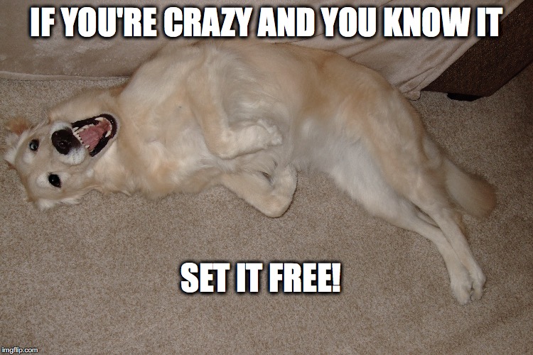 If you're crazy and you know it, set it free! | IF YOU'RE CRAZY AND YOU KNOW IT; SET IT FREE! | image tagged in crazy dog | made w/ Imgflip meme maker