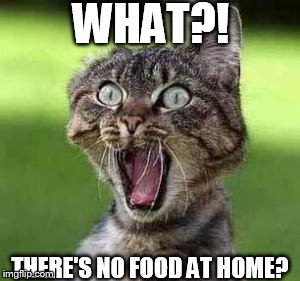 scared cat | WHAT?! THERE'S NO FOOD AT HOME? | image tagged in scared cat | made w/ Imgflip meme maker
